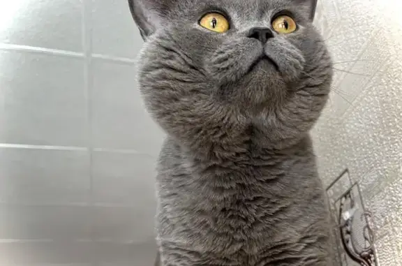 Пропала кошка, Октябрьская ул, 58