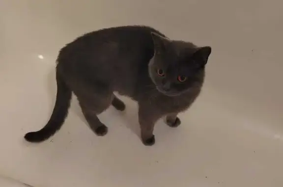 Кошка найдена: ул. Ким Ю Чена, 43, Хабаровск