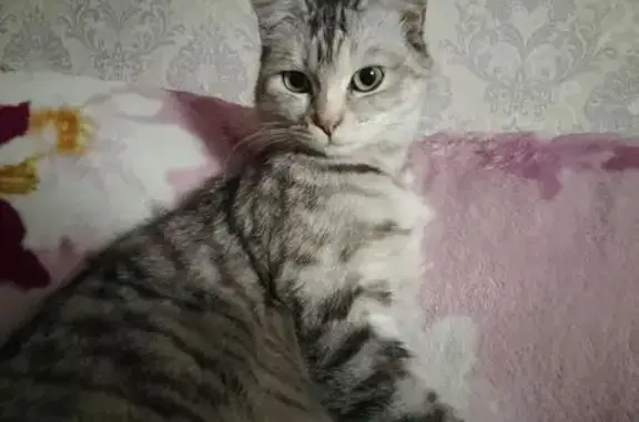 Кошки потеряшки, Рубцовск, фото: Потеряшка кошка, Песочный пер., 76, Рубцовск