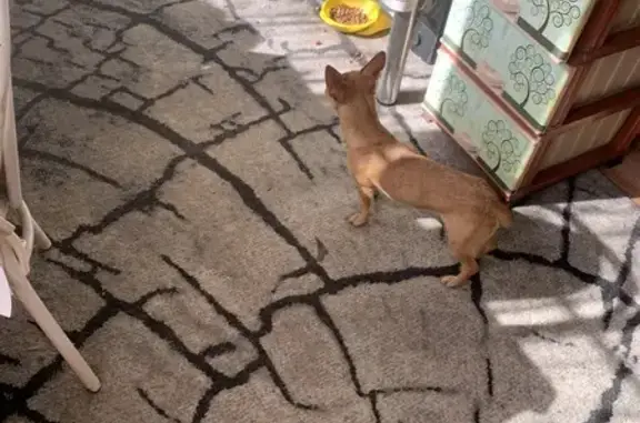 Найдена собака, Озерский городской округ, фото: Рыжая собака найдена на Каслинском шоссе