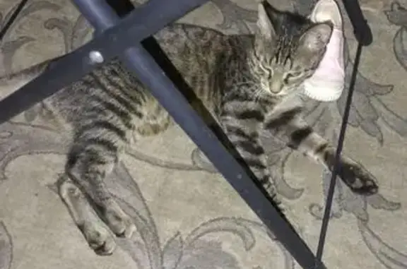 Кошки потеряшки, Конаково, фото: Потеряшка кошка, Учебная ул., 3, Конаково