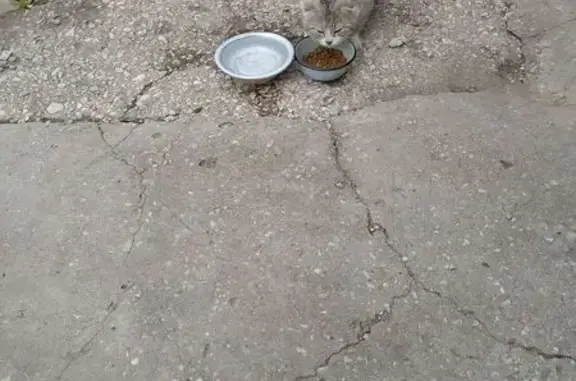 Кошка найдена: Жигулёвская 40А, Подстёпки