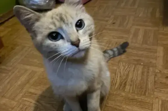 Найденные животные Челябинск, фото: Кошка найдена: ул. Танкистов, 45, Челябинск