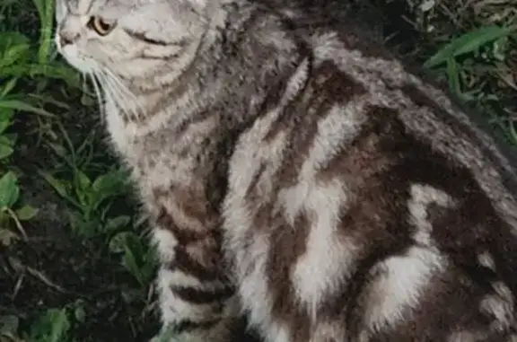 Пропала вислоухая кошка, Чуйкова 27А