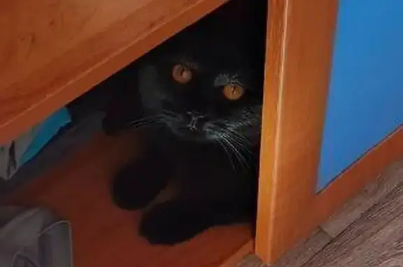 Объявления о пропавших и найденных животных, Бузулук, фото: Пропала черная кошка, 12, Бузулук