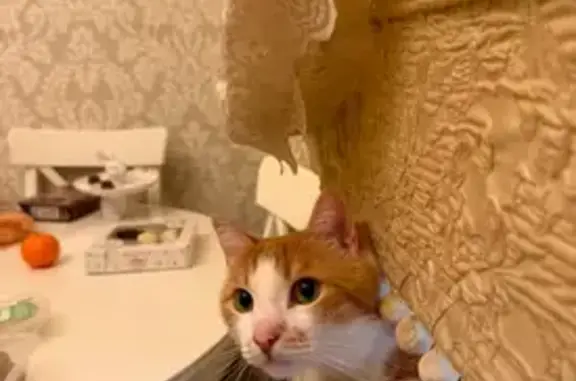 Кошки потеряшки, Москва, фото: Потеряшка кошка, ул. Строителей, 4 к2