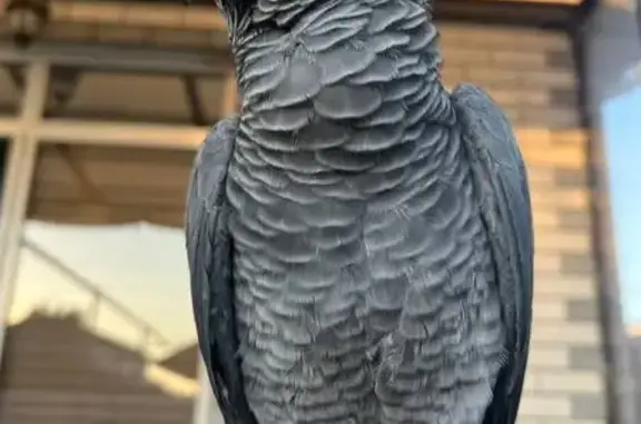 Пропала птица, Малиновая ул., Южно-Кубанское