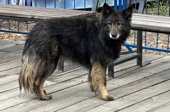 Собака найдена: пл. Ленина, 4А, Воронеж