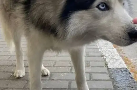 Найдена собака, Ульяновск, фото: Собака найдена на Рябикова, 37, Ульяновск