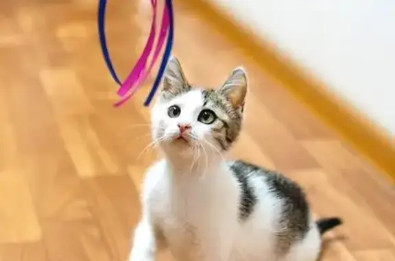 Пропала кошка, Химкинский бул., 5, Москва