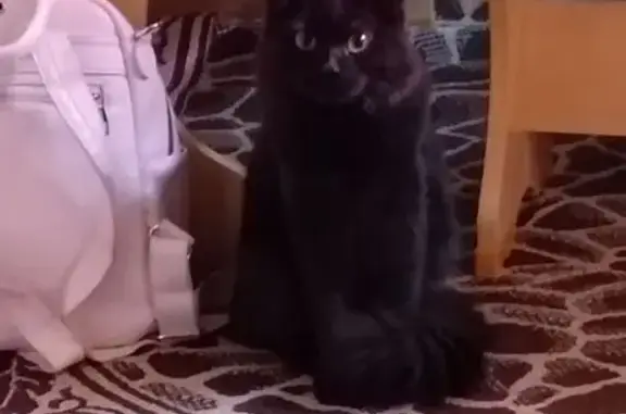 Пропал кот, Луговая ул. 15, Берёзовский