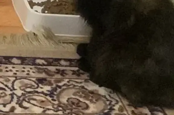 Потерянные животные Ставрополь, фото: Пропала кошка, ул. 50 лет ВЛКСМ, 71/1