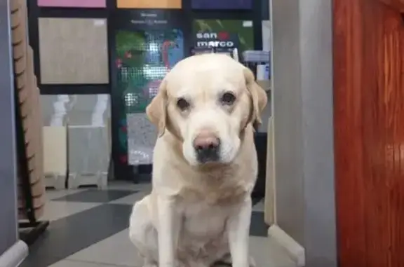 Собаки потеряшки, Карповка, фото: Потеряшка собака, ул. Урочище лесное 302/1