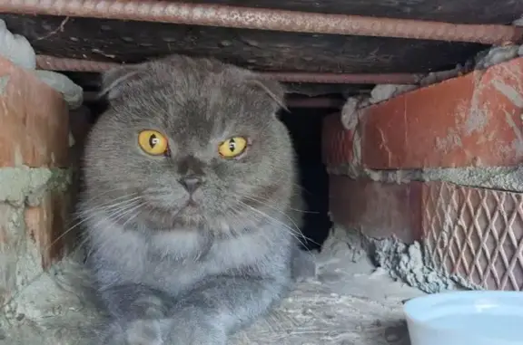 Найдена кошка, Саратов, фото: Кошка найдена: Шевырёвская 6, Саратов