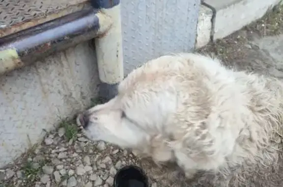 Найдена собака, Электровозная 29/3, Воронеж