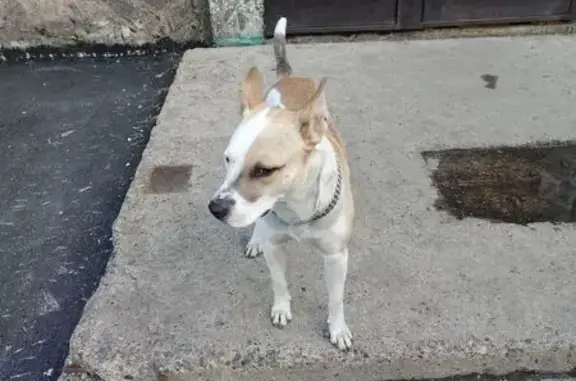 Найденные животные Прокопьевск, фото: Собака найдена: Институтская 3А, Прокопьевск