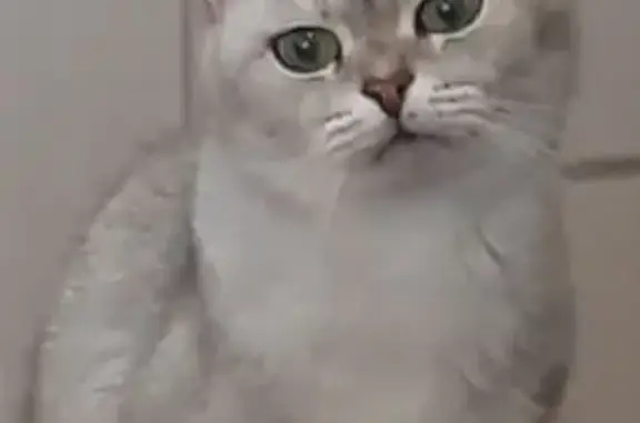 Найдена кошка, Сокол, фото: Найдена кошка, ул. Карла Маркса 31, Сокол