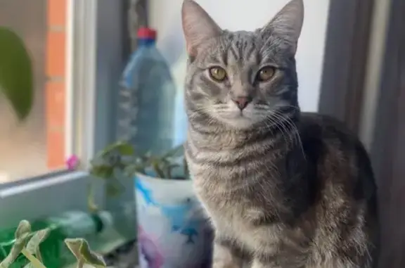 Кошки потеряшки, Пермь, фото: Потеряшка кошка, Гатчинская ул. 18, Пермь