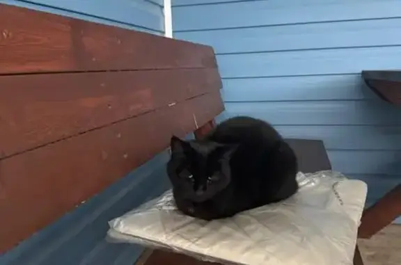 Найдена кошка, Ленинградская область, фото: Найдена черная кошка, Лебяжье, Ленобласть