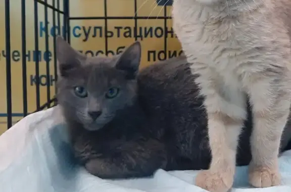 Пропала кошка, ул. Лебедева, 11, Чебоксары
