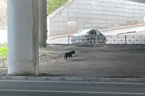 Собака найдена на проспекте Ибрагимова