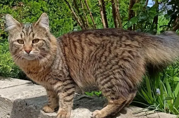 Найдена кошка, Шахты, фото: Кошка найдена: ул. Космодемьянской, 56