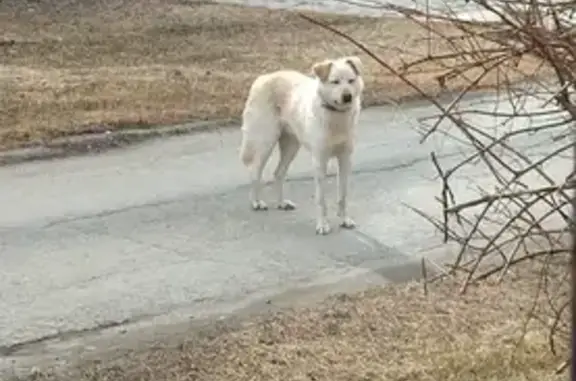 Светлый пёс найден: ул. Первопроходцев