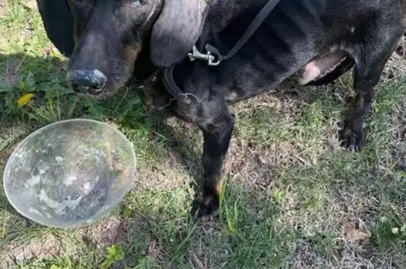 Собака найдена на Кузнечной, 3, Курск