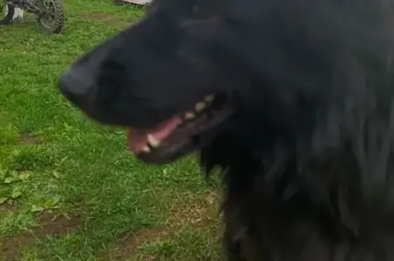 Найдена черная собака, Лудони 58А-379