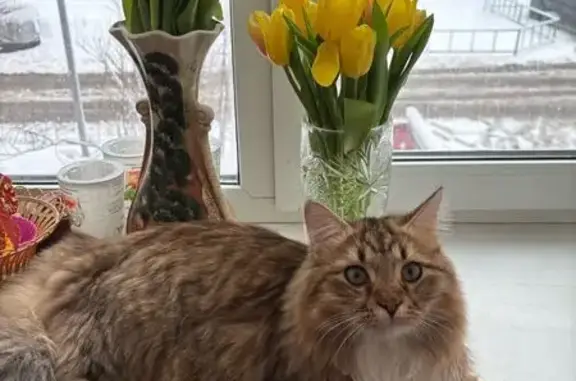 Пропала кошка, Зарайск, 27