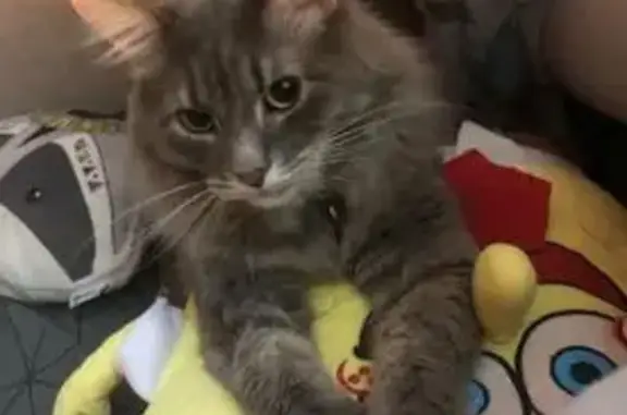 Пропала кошка, Капельский пер., 3, Москва