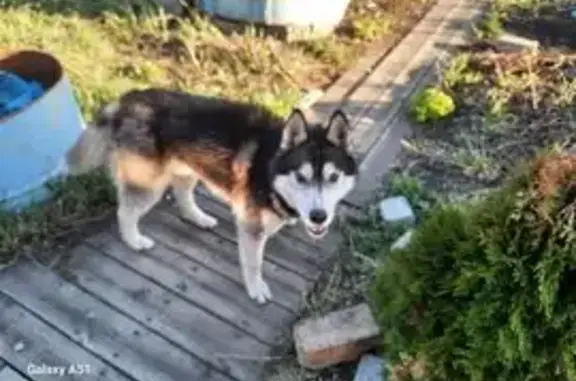 Найдена собака, , фото: Хаски найдена: 52Н-327, Дружинское СП