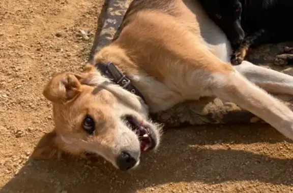 Собаки потеряшки, , фото: Потеряшка собака в с. Тепловка, Крым