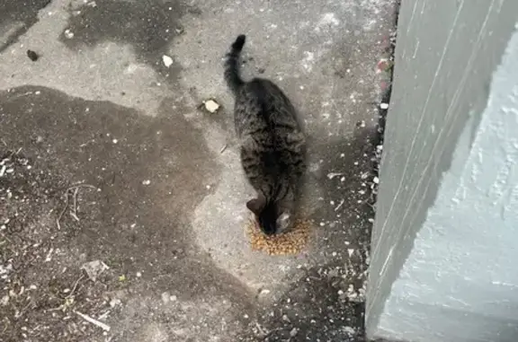 Кошка найдена: Профсоюзная ул, 116 к2