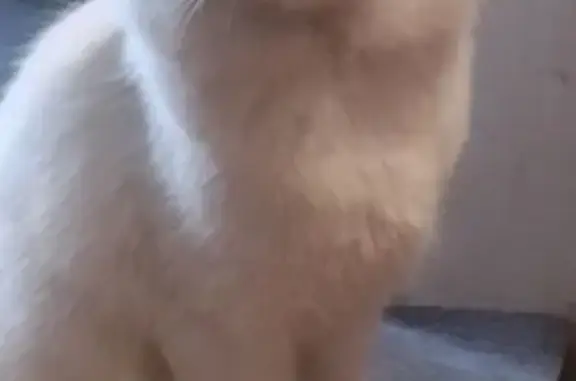 Белый кот найден: Южная ул. 13, Батайск