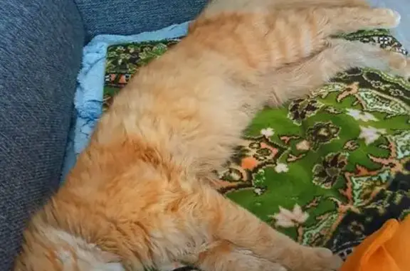 Кошка найдена у 