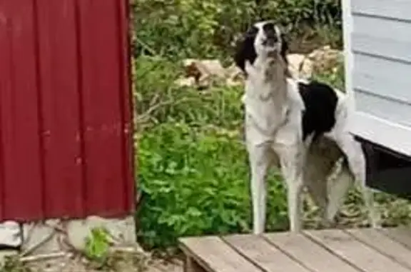 Найдена собака, Рыбное, фото: Найдена собака, Рязанская ул. 11, Рыбное