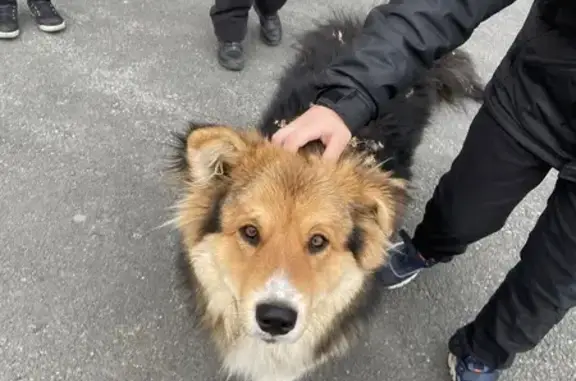 Найдена собака, Первоуральск, фото: Найдена собака, Береговая ул, Первоуральск