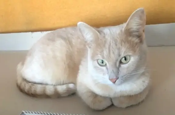 Пропала кошка, Октябрьская ул., Новый