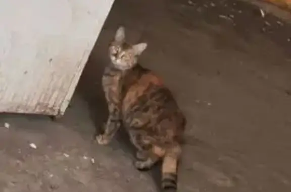 Найдена кошка, Волгоград, фото: Кошка найдена на ул. Мясникова, Волгоград