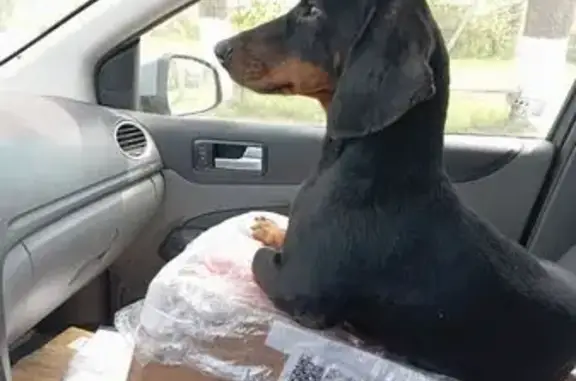 Такса найдена в Галаховском, Саратовская обл.