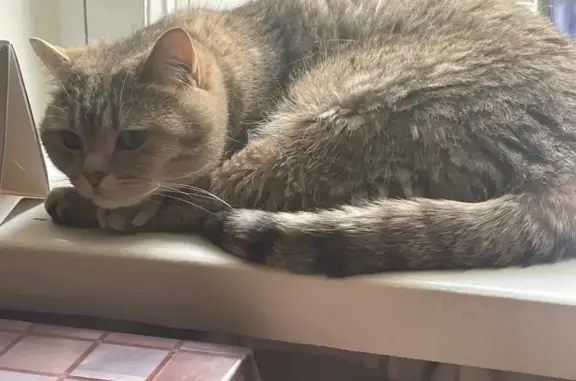 Кошки потеряшки, Москва, фото: Потеряшка кошка, ул. Бирюзова, 20 к2 с1