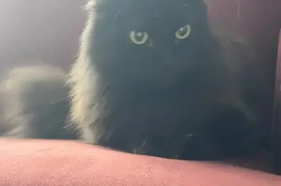 Кошка найдена, Партизана Железняка 48К