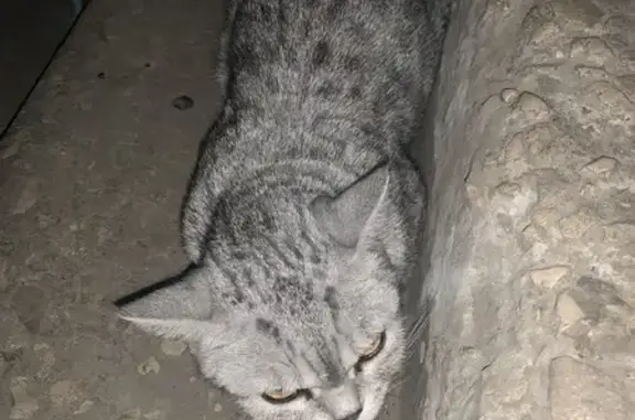 Найдена кошка, 8-я Радиальная 23, Самара