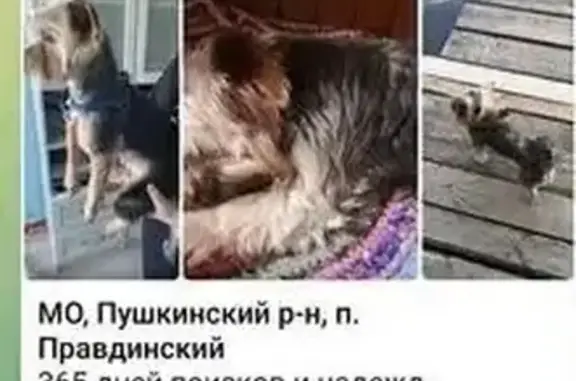 Пропал йорк на Почтовой, Пушкино