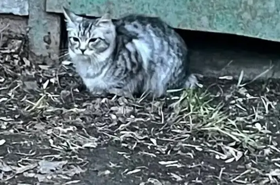 Кошка найдена: Индустриальная 49, Тюмень