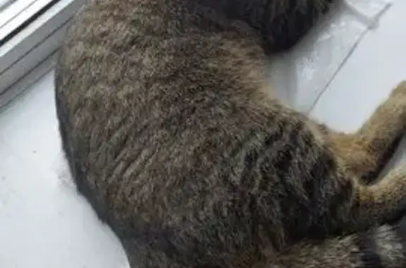 Найдена кошка, ул. Шамшиных, 69А, Нск