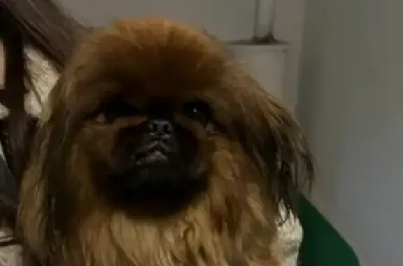 Найдена собака, Екатеринбург, фото: Собака найдена у оз. Песчаное, Екатеринбург