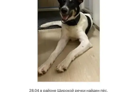 Собака найдена, ул. Рябинина, Екатеринбург