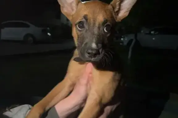 Собака найдена: Ленинского Комсомола, 62А